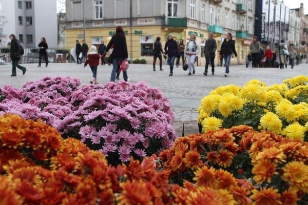 Kielecki deptak zdobią chryzantemy.