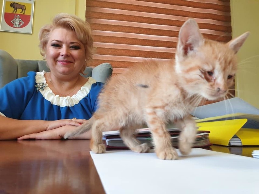 Sokółka: Ewa Kulikowska uratowała wychudzonego kotka z środka jezdni. Niestety zmarł [ZDJĘCIA, WIDEO]