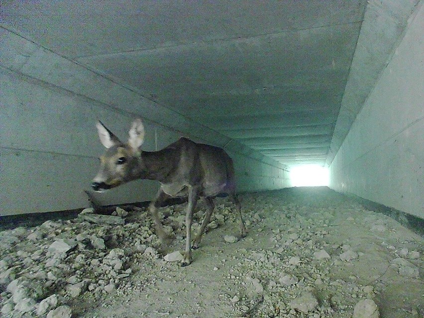 Przejście dla zwierząt pod obwodnicą Sanoka