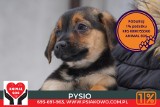 Psy ze schroniska Psiakowo szukają domów. Wśród psów ze schroniska w Łowiczu są również szczeniaki 6.01.2023