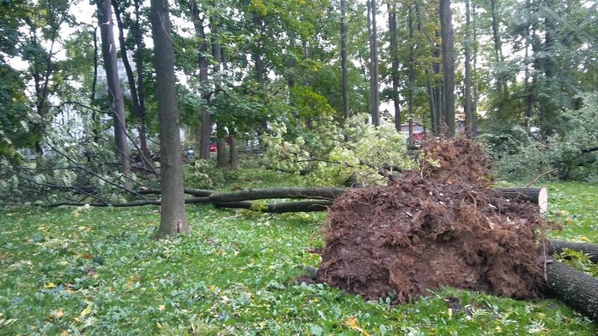 Park żywiecki został zniszczony przez orkan Ksawery nawet w...