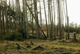 Lasy RDLP Szczecinek spustoszone przez orkan Malik. Straty liczone w milionach złotych [zdjęcia]