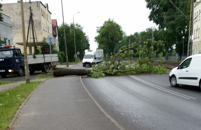 Wrocław: Drzewo przewróciło się na ulicę Jeleniogórską (ZDJĘCIA)