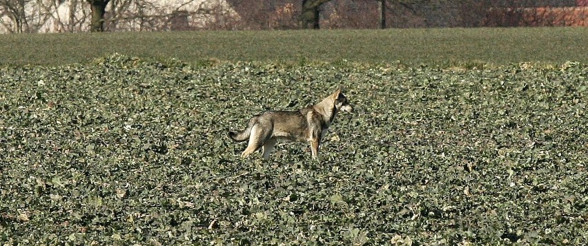 22.02.2018 legnica pola droga miedzy legnica chojnow wilk...