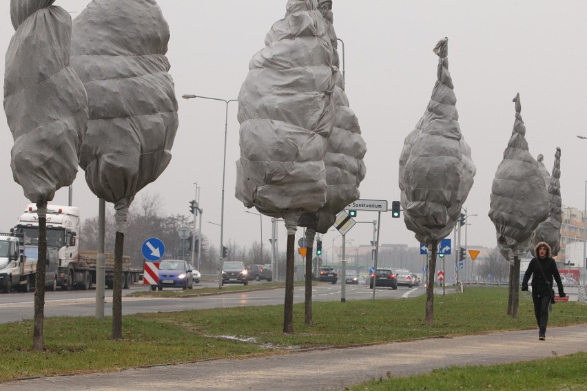 Poznań: Brudna siatka chroni korony drzew? ZDM zaprzecza