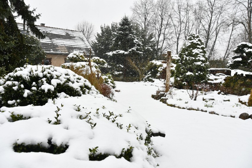 Rusza Ogród na Rozstajach w Młodzawach Małych. Jest pokryty śniegiem. Zobacz zdjęcia