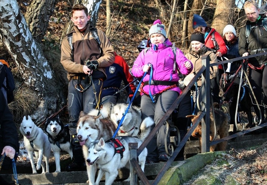 Pomorski Puchar Dogtrekkingu w Gdyni. Psy i ich właściciele maszerowali Polanką Redłowską [ZDJĘCIA]