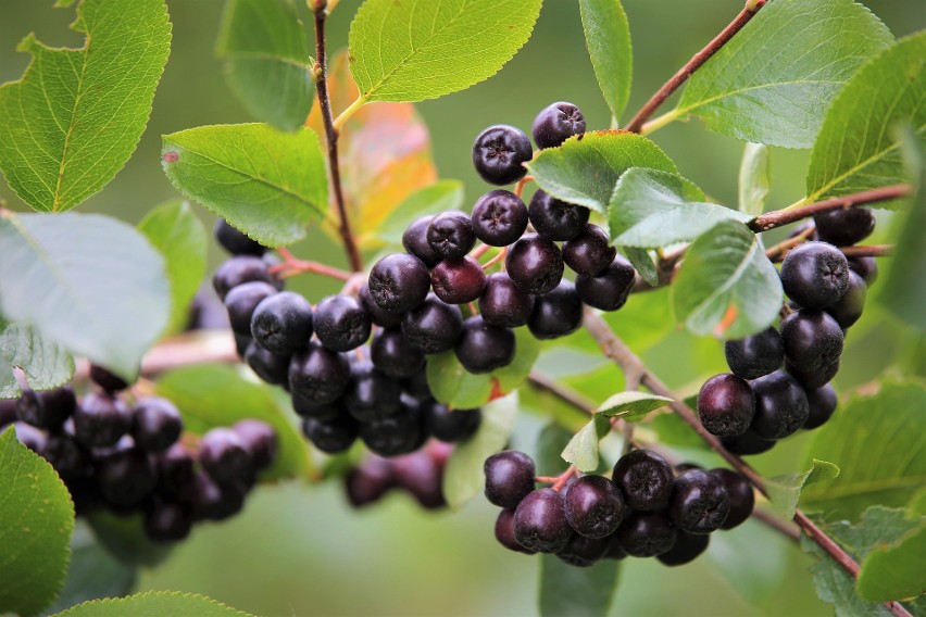 - Nasza aronia ma najwięcej antyoksydantów ze wszystkich...