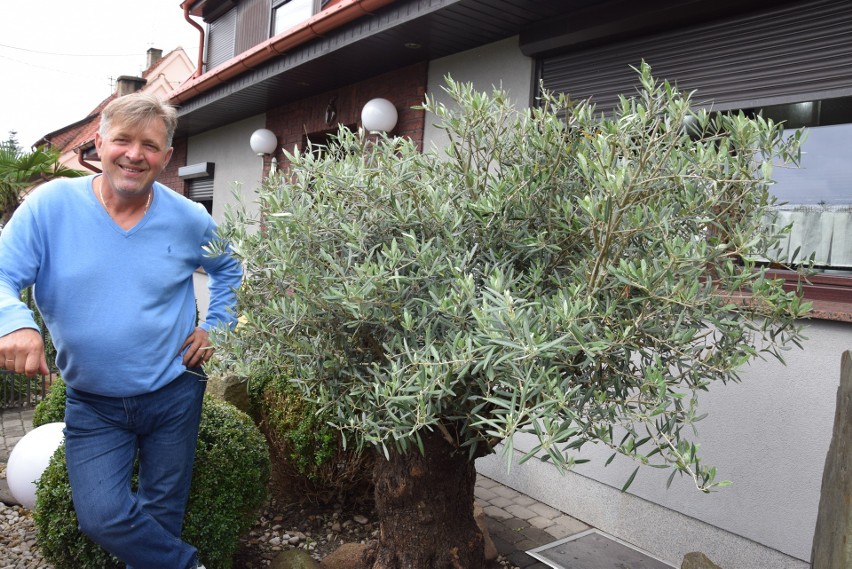 Marek Stolarski i 300 letnie drzewo oliwne w jego ogrodzie w...