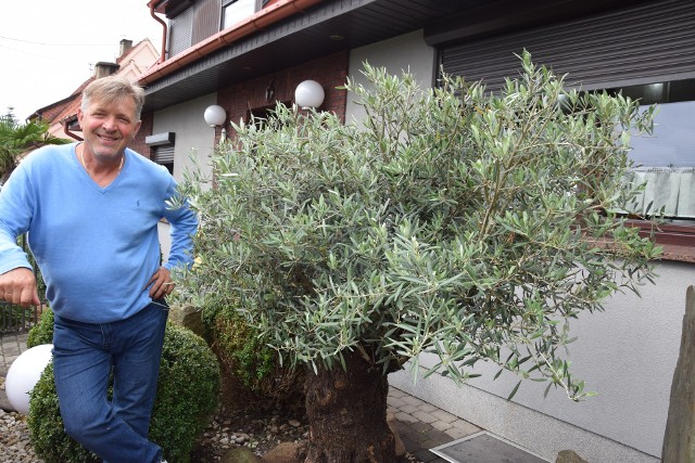 Marek Stolarski i 300 letnie drzewo oliwne w jego ogrodzie w Prudniku