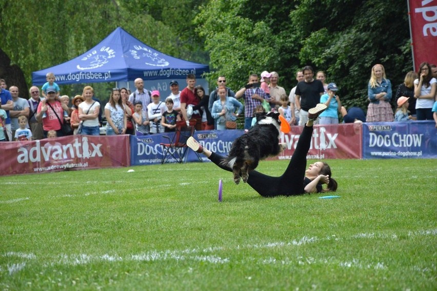 Zawody dogfrisbee czyli Dog Chow Disc Cup 2016 w parku...