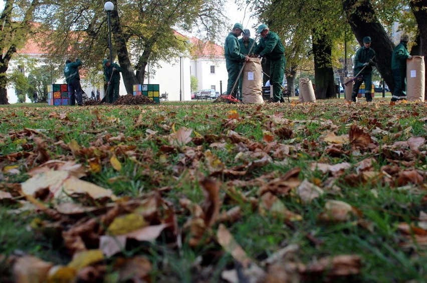 Walka ze szrotówkiem. Na terenie Lublina jest ok. 19 tys....