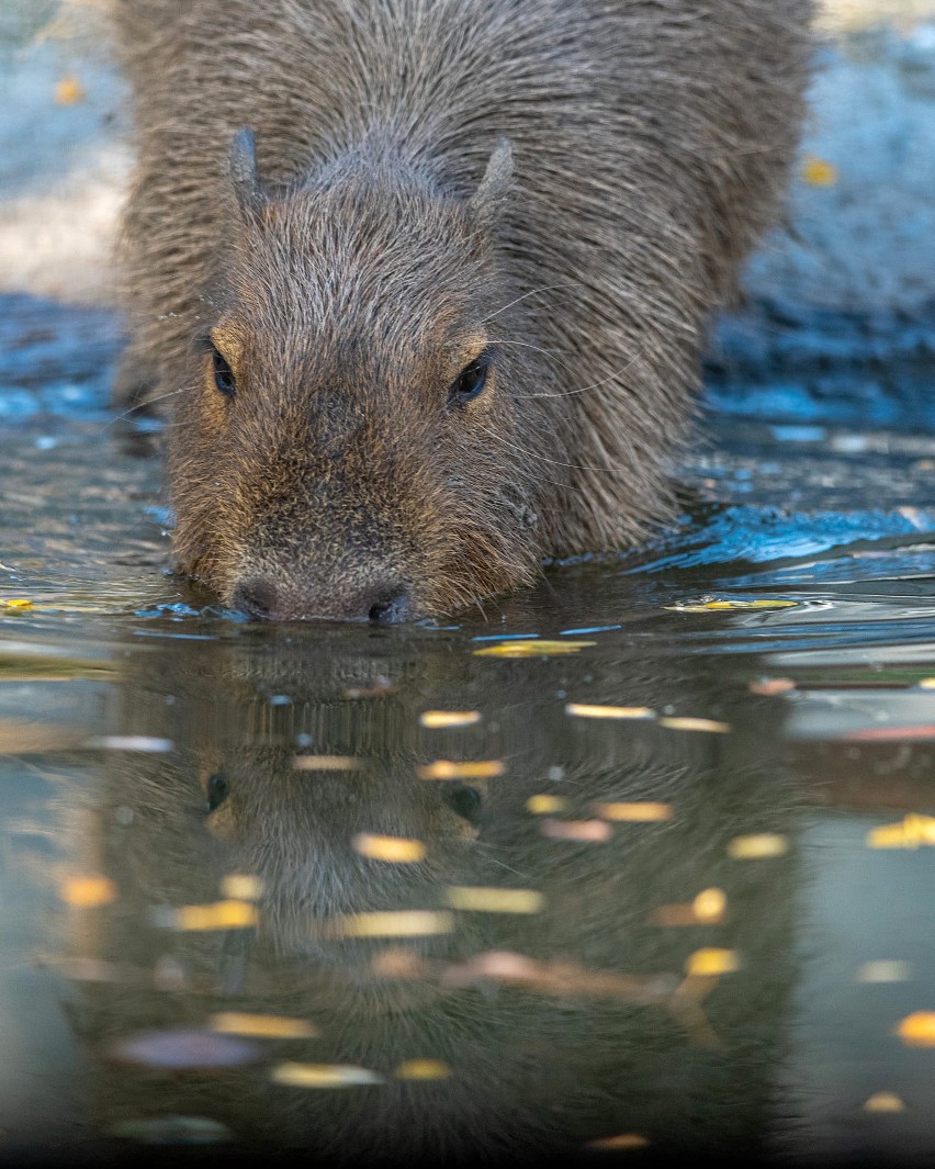 Kapibara to zwierzę wodno-lądowe.
