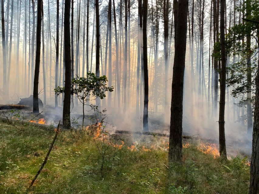 Do pożaru lasu doszło w sobotnie popołudnie w okolicach...