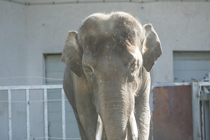 Śląski Ogród Zoologiczny