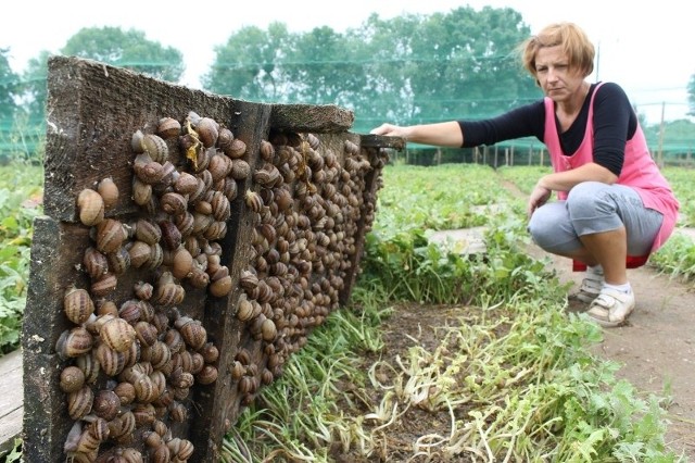 Takich desek, oblepionych od spodu ślimakami, jest w Oldrzyszowicach 17 tysięcy! Ułożone jak klepki parkietu zajmują ponad 1,5 ha pola.