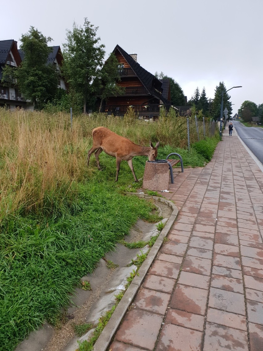 Zakopane. Łanie szukają jedzenia w koszach na śmieci [GALERIA]