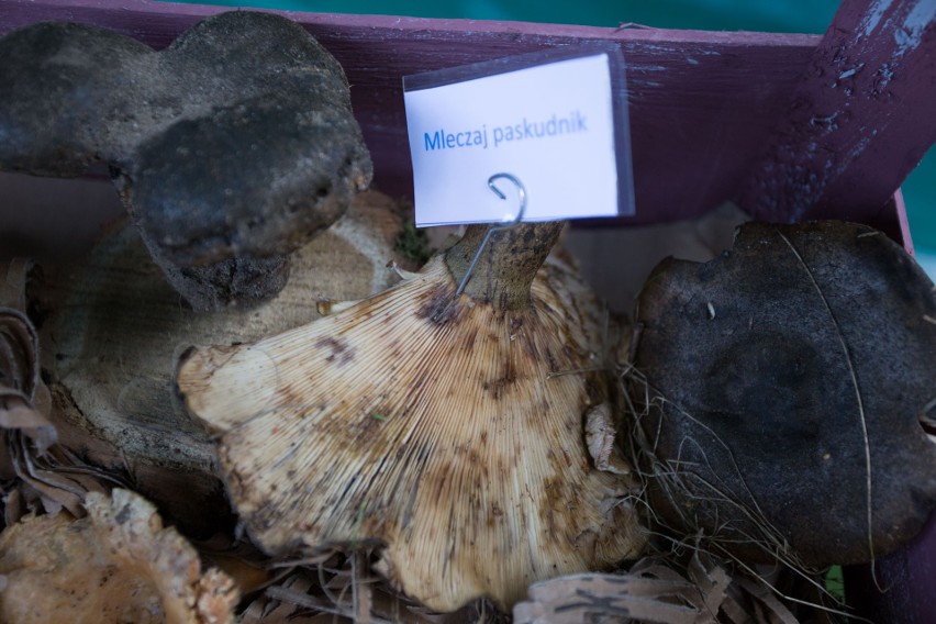 Wystawa grzybów w Kruszynie. Jak rozpoznawać grzyby i jak je zbierać?