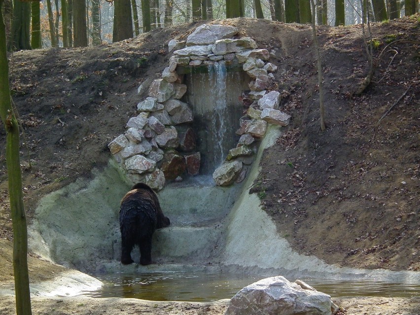 Z trzech niedźwiedzi, które trafiły ponad 2 lata temu do...