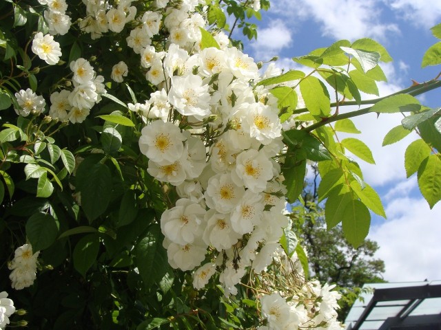 Jest bardzo wiele roślin kwitnących na biało, ale tylko dla niektórych jest to podstawowy kolor kwiatów.