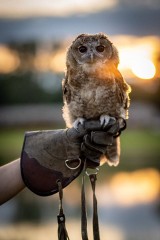 Poznaj świat puszczyków i zobacz rój Perseidów! Już w sobotę Opolska Noc Przyrodników 2019