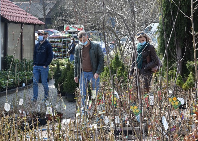 W centrum ogrodniczym Euro Ogród przy ulicy Łódzkiej w Kielcach od rana w sobotę, 10 kwietnia, panował bardzo duży ruch. Trudno było znaleźć wolne miejsce na parkingu, a do kas ustawiały się długie kolejki. Kupowano wszystko co potrzebne do ogrodu i na balkony.W sobotę do centrum ogrodniczego przy ulicy Łódzkiej ruszyły tłumy wielbicieli zieleni. Wraz z piękną wiosenną pogodą, ruszyły prace w ogrodach, na balkonach i na działkach, stąd zakupy podłoża dla roślin, drzewek, krzewów i sadzonek oraz narzędzi ogrodniczych stało się dla wszystkich pasjonatów ogrodnictwa koniecznością.Oferta centrum ogrodniczego jest ogromna. W sprzedaży są już także rośliny kwitnące, jak bratki czy prymulki oraz stokrotki. Chętnych na nie brakowało.