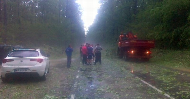 Mariampol. Debatujemy jak przesunąć pozwalane drzewa,...