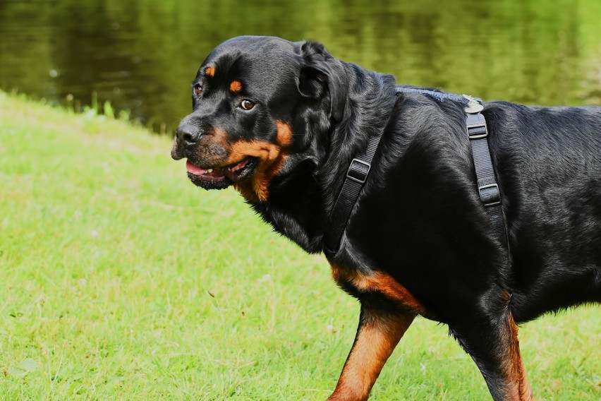 Rottweiler pochodzi z Niemiec. Zaliczany jest do grupy...