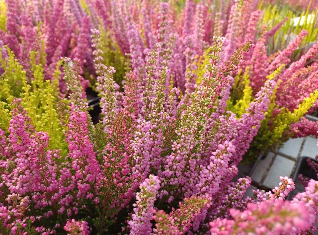 Na przełomie sierpnia i września kolorowe wrzosy i wrzośce (na zdjęciu) zachęcają do kupna. Jednak te rośliny różnią się kilkoma cechami.
