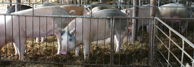 Ciało mężczyzny z nadgryzioną twarzą odkryto w małej miejścowości w okolicach Rewalu.