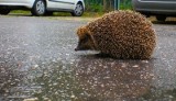 Brodnica. Zabili jeża, grając nim jak piłką. Prokuratura: włączymy się do sprawy tych nastolatków przed sądem