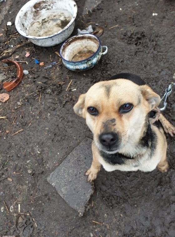 Interwencja TOZ i straży miejskiej w Dąbiu. Psy miały rany na ciele i odparzenia