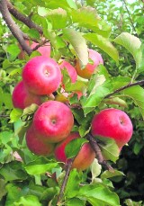 Koniec zbiorów jabłek w sadach trzebnickich. Jakie będą ceny?