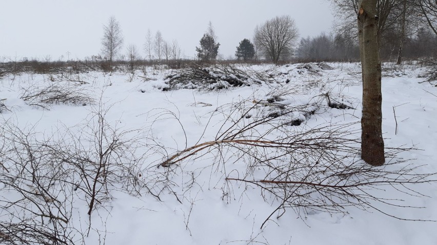 Trwa wycinka drzew pod budowę osiedla deweloperskiego przy...