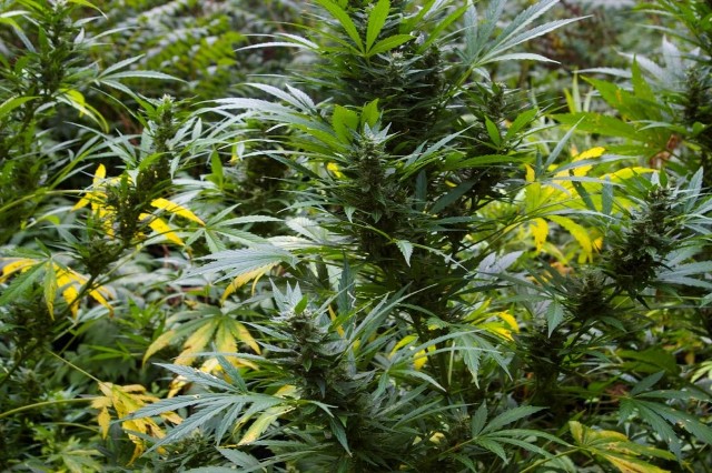 Czarnorynkowa wartość marihuany, jaką można było uzyskać z krzewów konopi na ujawnionych plantacjach, to blisko 50 tysięcy złotych