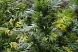 Policjanci zlikwidowali cztery plantacje marihuany w okolicy Wasilkowa i Hajnówki. Zarzuty usłyszał 27-latek