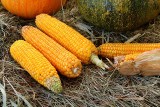 Obawiają się, że kukurydza z Ukrainy zasypie Polskę. KRIR wnioskuje o kontrolę 