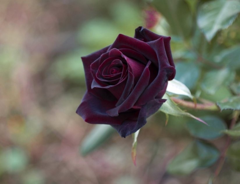W ogrodzie nie wyrośnie też czarna róża, co najwyżej -...