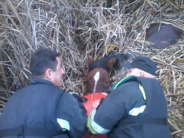 Strażacy przytrzymywali głowę konia, żeby się nie utopił.