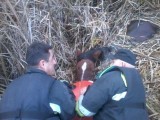 Koń utknął w jeziorze. Strażacy uratowali go! [zdjęcia]