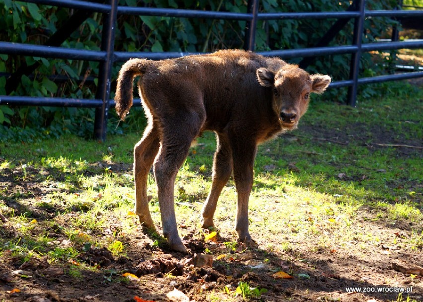 Mały żubr urodził się we wrocławskim zoo