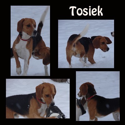 Na zdjęciach piesek Tosiek.