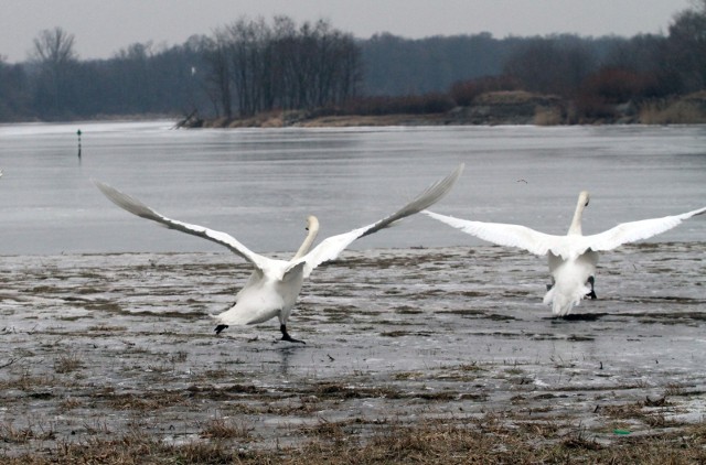 Ptasia grypa w okolicy Chełmna. Powiatowy lekarz weterynarii wyznaczył strefę objętą zakażeniem, to: Małe Czyste, Wielkie Czyste, zakazał też dostępu do linii brzegowej jeziora Czystego w gminie Stolno.