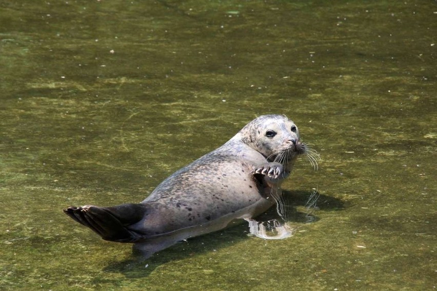 Zoo w Poznaniu