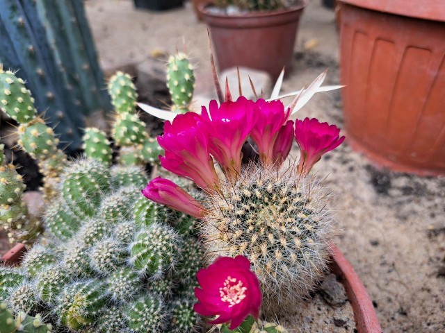 Kulminacja kwitnienia myślęcińskich kaktusów spodziewana jest pod koniec maja