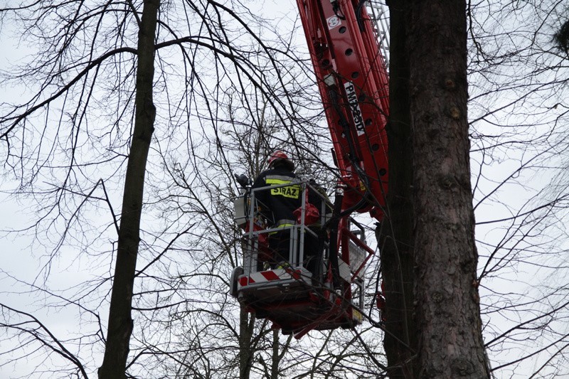 Ignatki - Wichura zwalila drzewo na blok...