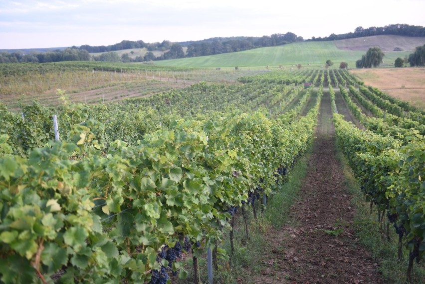 Winnica powstała w 2010 roku, a jej powierzchnia to 4,2 ha....