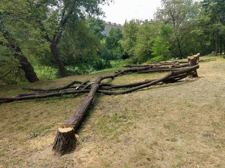 Tysiące drzew pod topór w ramach miejskich inwestycji. "Skala wycinki poraża". Co na to urzędnicy?