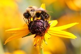 Polacy wynaleźli sztuczną pszczołę. Zobacz, jak zapyla ona rośliny (WIDEO)