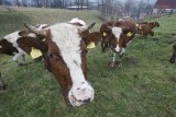 Tragedia w gospodarstwie. Byki zaatakowały rolnika. 36-latek nie żyje